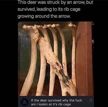 Stupidity level : demigod