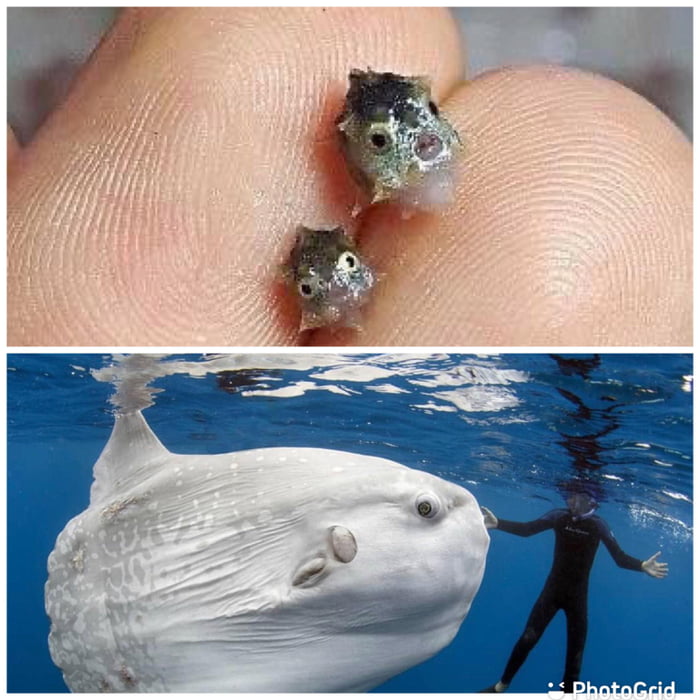 Sun fish before and after puberty!