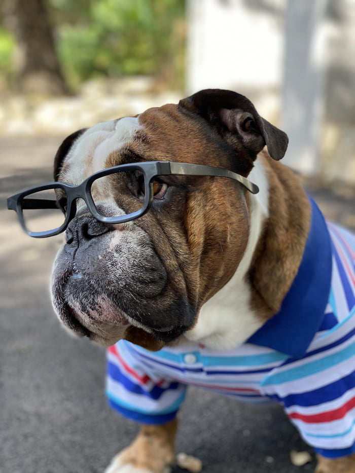 Tank turned 6. Love this dude.