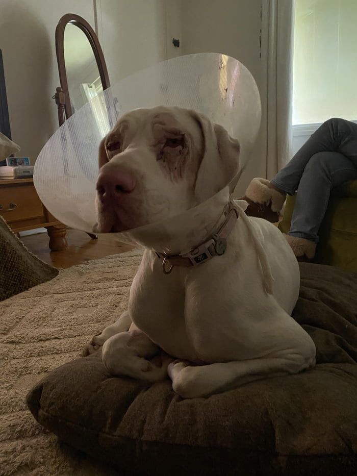 The biggest loaf there ever was- great dane style.