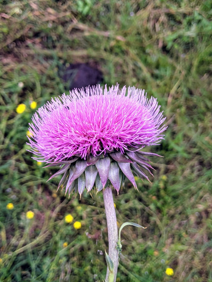 The color of this Musk Thistle in GA.