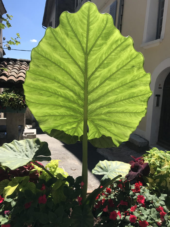 The colours and pattern of this leaf.