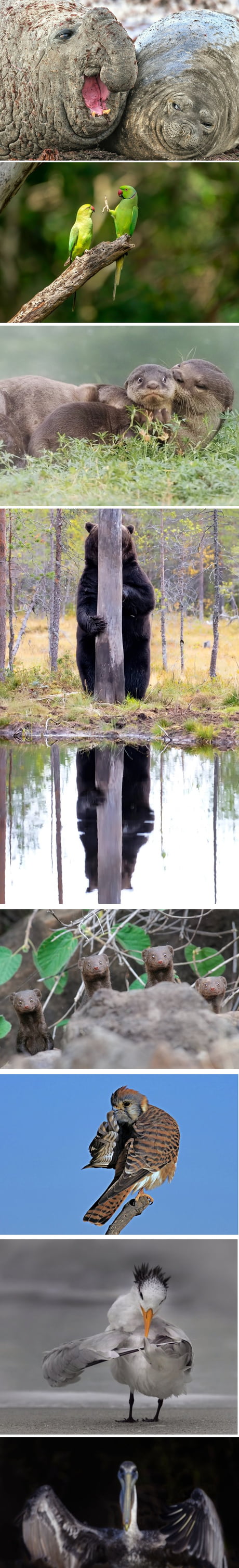The Comedy Wildlife Photography Awards 2020 winners look like quality meme templates.