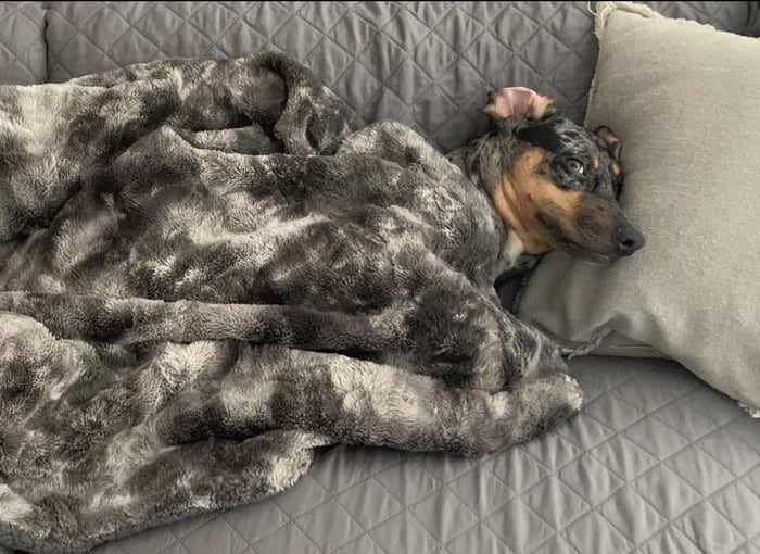 The Duchess of Derpasia