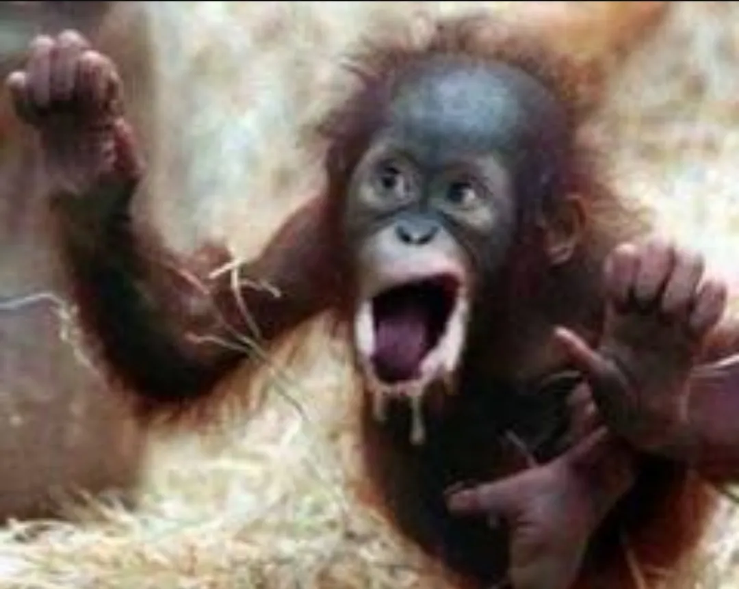 The guys face during doggy style