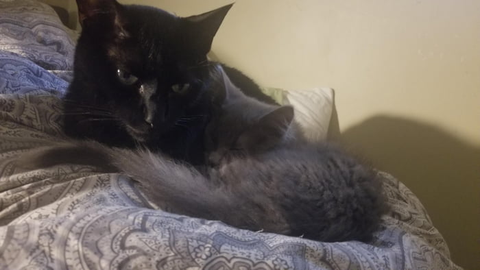 The pure hate on Loki's face when Edgar wanted to snuggle. Edgar is forcing his affection.