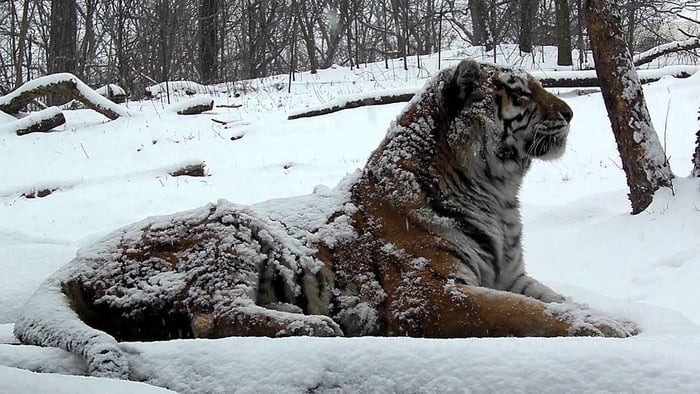 The Siberian Tiger. Huge, majestic and very fluffy.