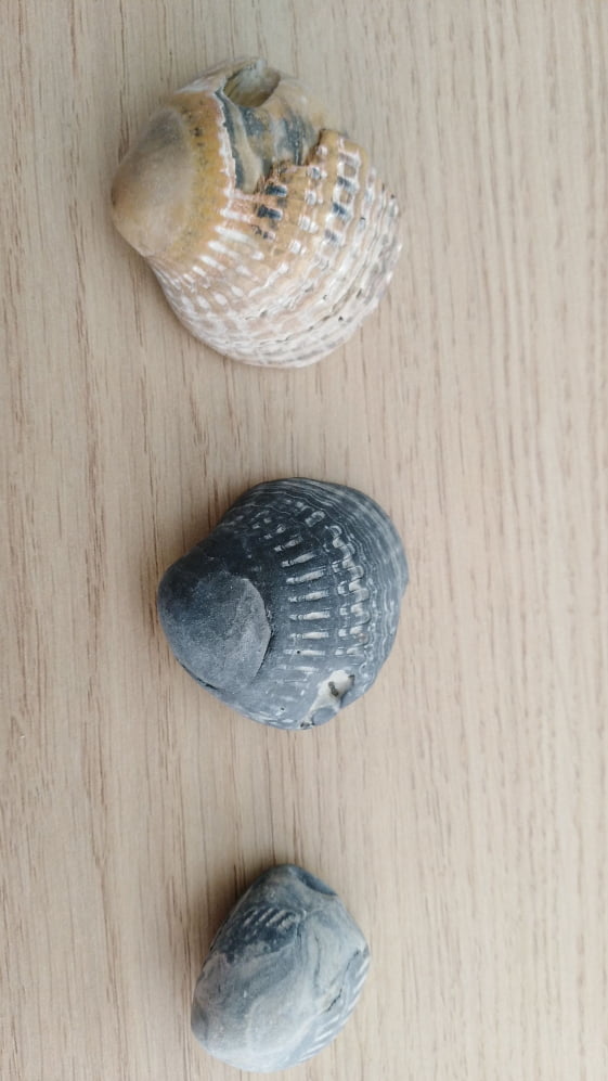 The way time and tide have changed these clams