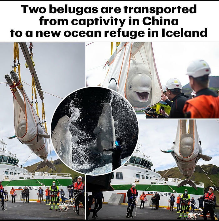 Their names are little grey and little white :)