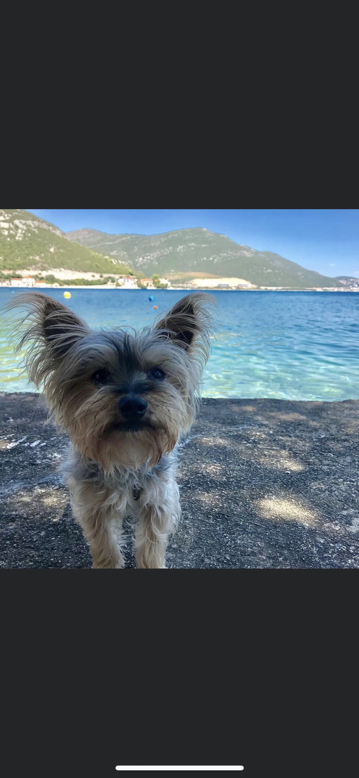 These are the last 24h with my old friend, thank you buddy for all the love you gave me in these 15 years. You&lsquo;ll always have a special place in my heart for ever. Neka ti bude laka zamlja.