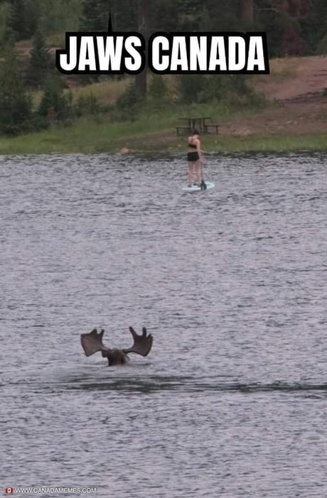 They be everywhere eh!