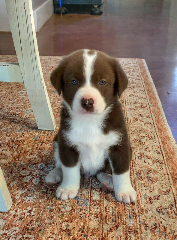 This cute country pup