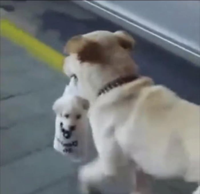 This dog carrying a puppy in a bag