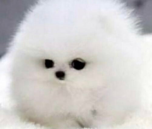 This dog will protect u from nightmares xd