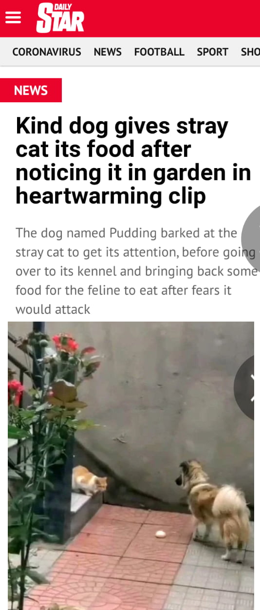 This doggo be helping out little by little