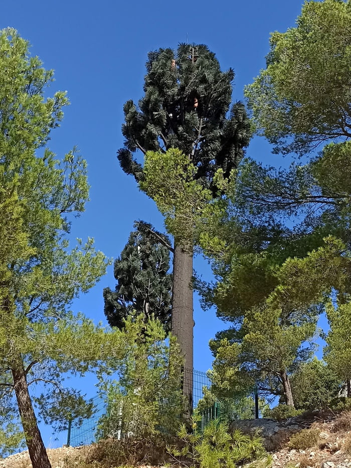 This hidden telecommunication antenna in a fake tree