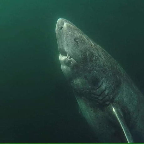 This is a 393-years old Greenland Shark that was located in the Arctic Ocean. It's been wandering the ocean since 1627. It is the oldest living vertebrate known on the planet. Photo by Julius Nielsen.