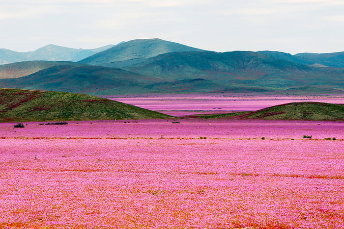 This is called "Flowery Desert" at San Pedro de Atacama, Chile. One time every year.