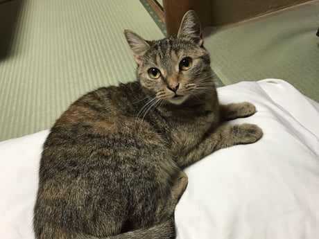 This Japanese Inn Offers Cat Companion For Guests To Spend Their Night With