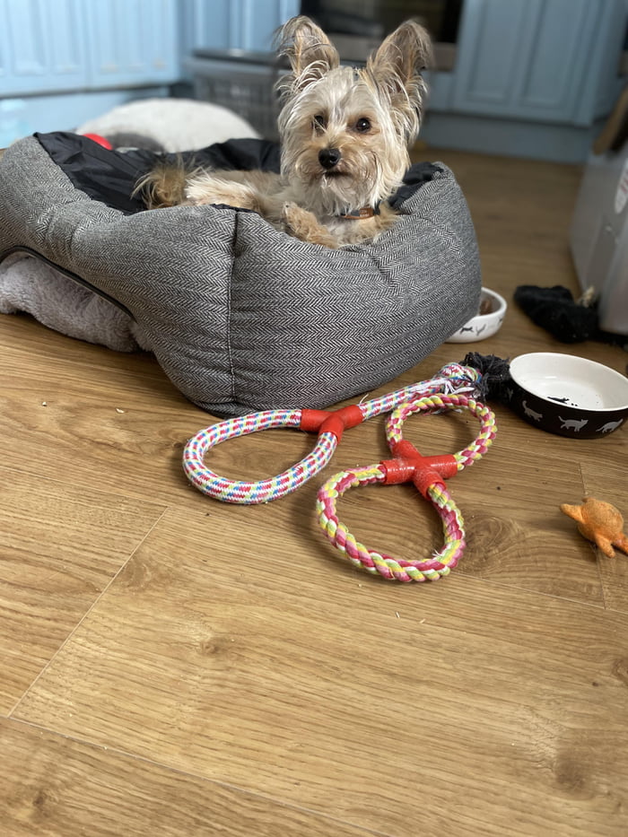 This little weirdo moved his bed to the middle of the kitchen then flipped it upside down before sitting on it.