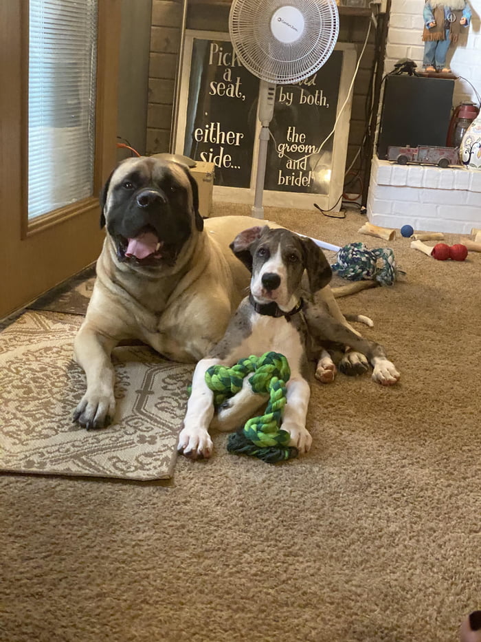 Thor&rsquo;s new fur sister arrived 4 weeks ago after his other fur sister untimely passing in May. His smile says it all they are inseparable, and the bestest of friends.
