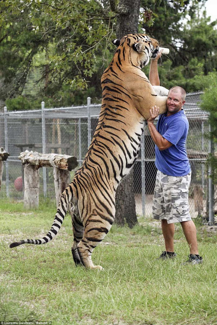 True size of a Siberian Tiger