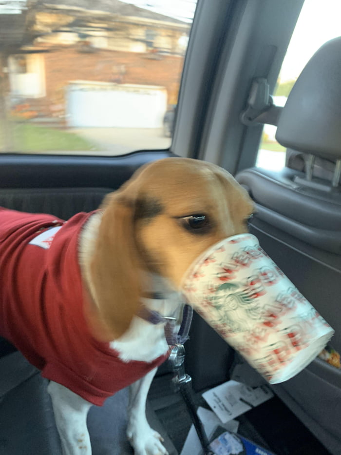 Turtle the Beagle&rsquo;s first Puppacino!