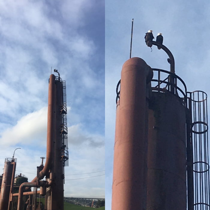 Two bald eagles sittin on a thing, S-I-T-T-I-N-G