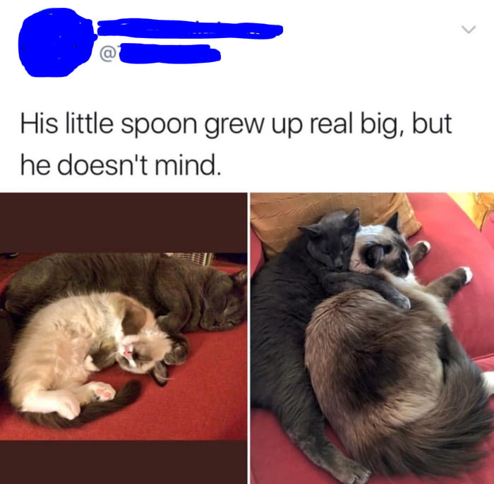 Two cute wholesome cats :)