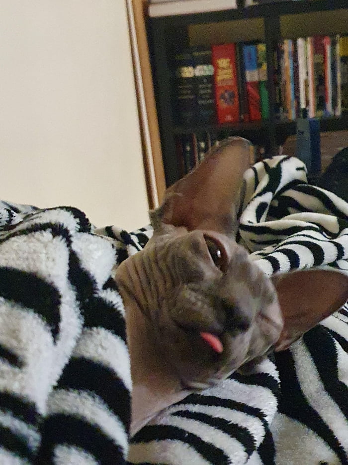 Voltaire is not the most photogenic sleeper.