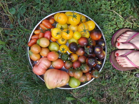 Was growing tomatoes during the pandemic summer. My first harvest