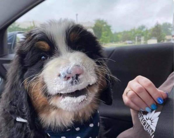 Was told to post it here too, Bunsen and his puppuccino.