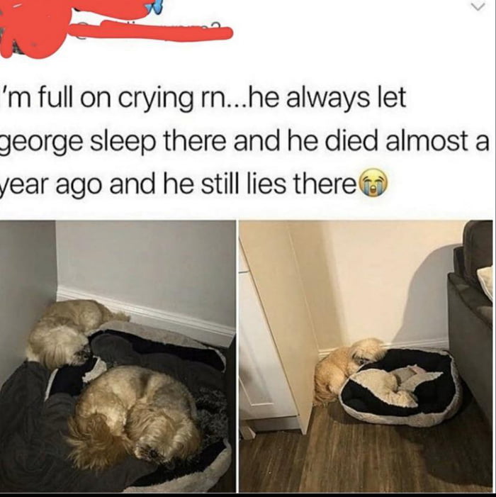 We dont deserve doggos
