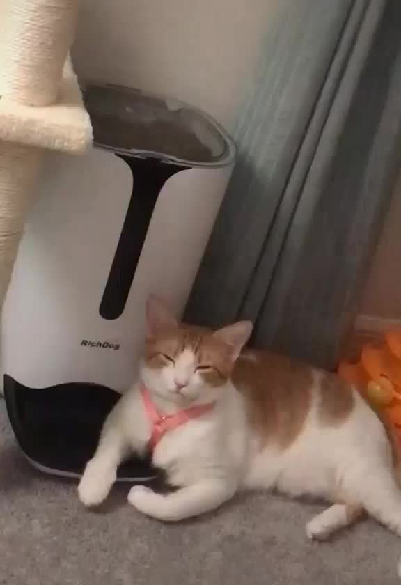 When it's dinner time but you fell asleep waiting for it