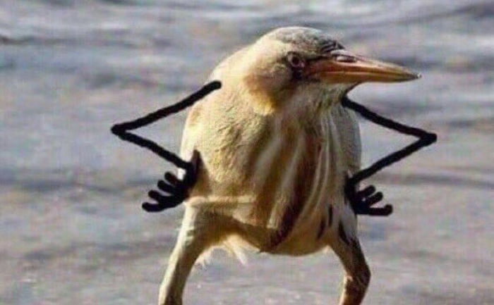 When that pakistani meme guy is more popular than the original bro.