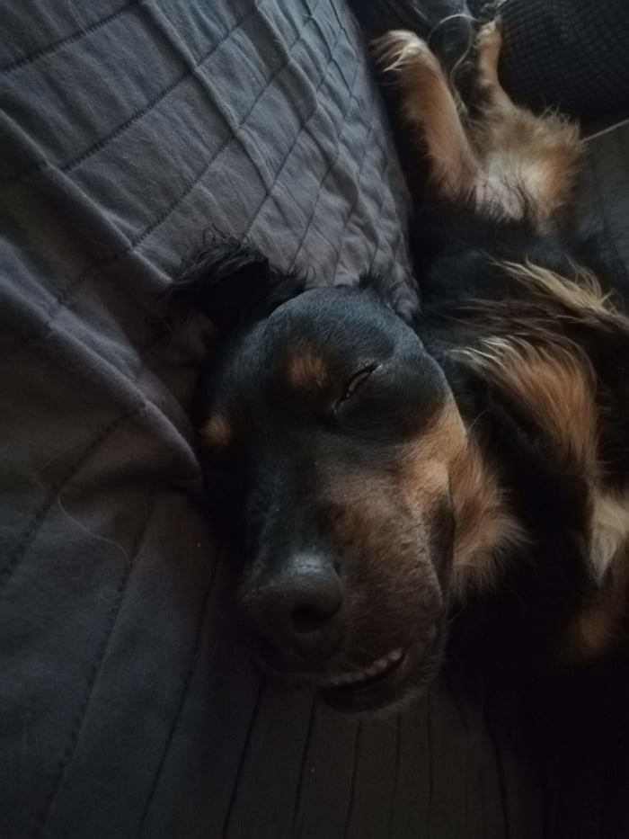 When you are casually watching tv, turn around and see your dog possessed by a demon