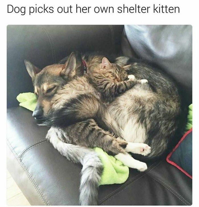 Who said dogs and cats can't be friends
